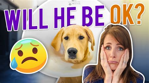 Our Dog Had Emergency Surgery .